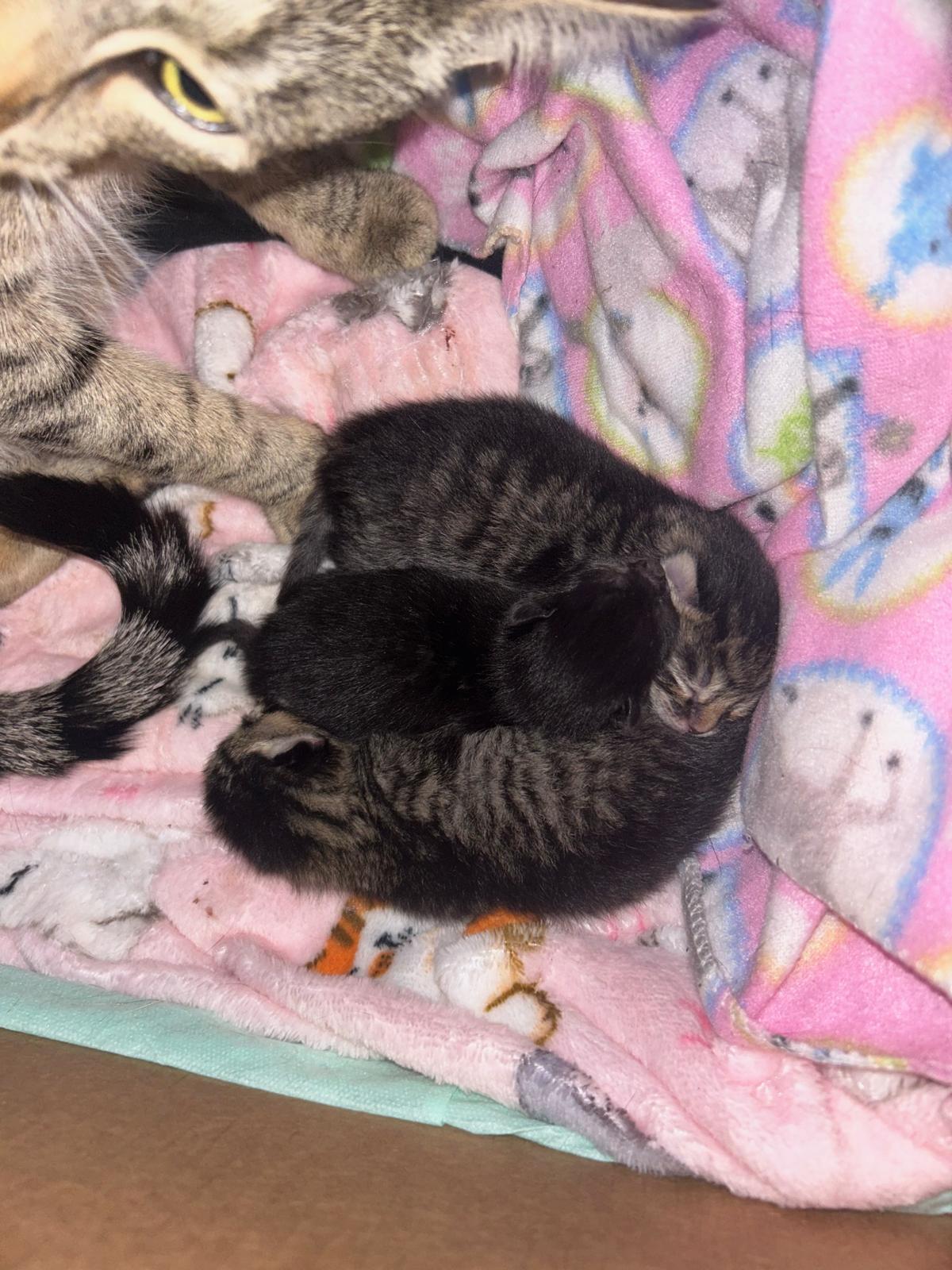 Kitten 1