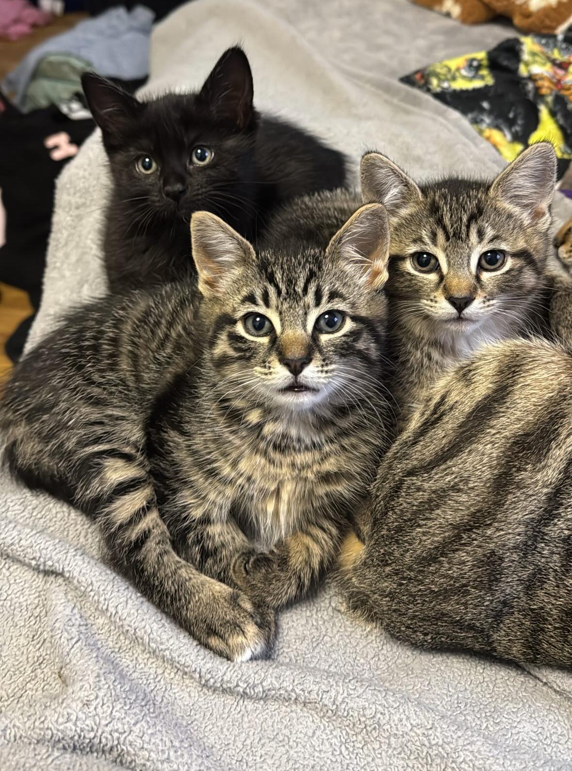Kitten 2