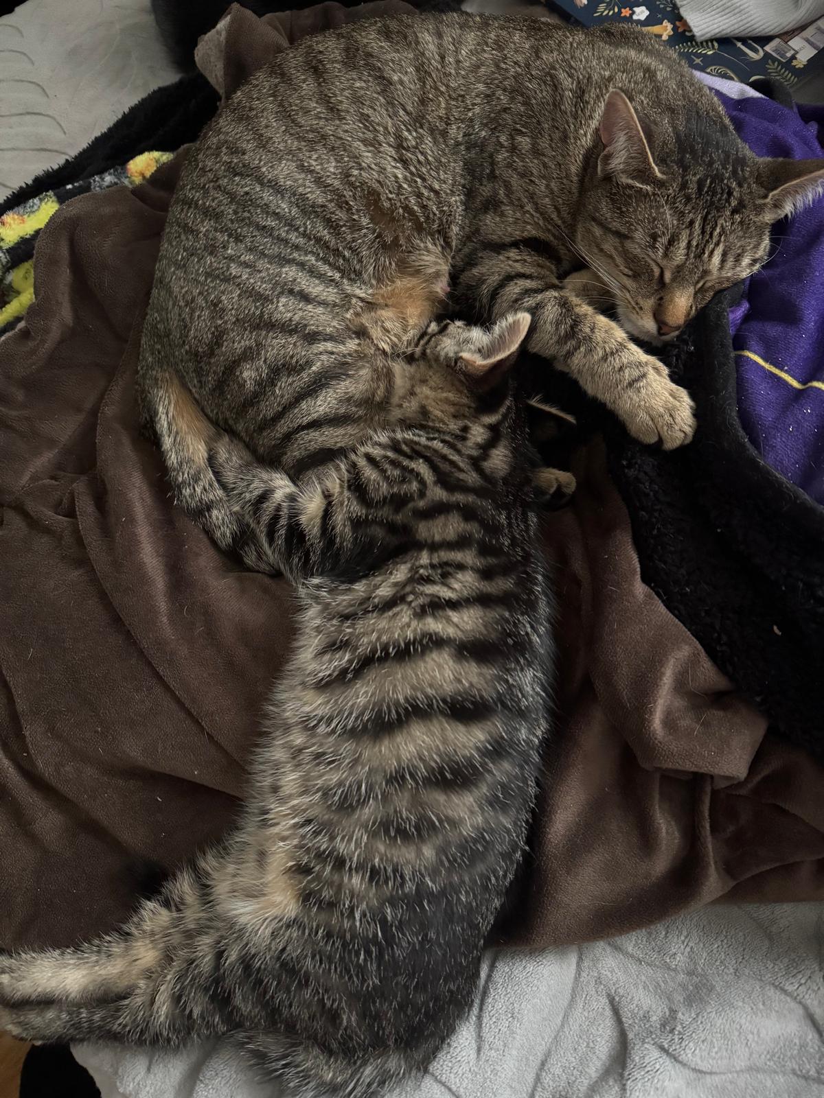 Kitten 3